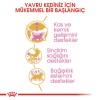 Royal Canin British Shorthair Kitten Yavru Kedi Maması 2kg