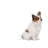 Royal Canin X-Small Küçük Irk Yavru Köpek Maması 3kg