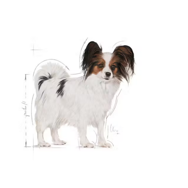 Royal Canin X-Small Küçük Irk Yetişkin Köpek Maması 3kg