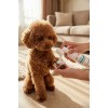 SmartPet + Kedi ve Köpekler İçin Pati Temizleme Köpüğü 150ml